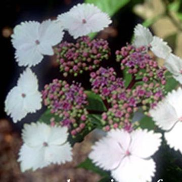 Hortensia Nadesiko