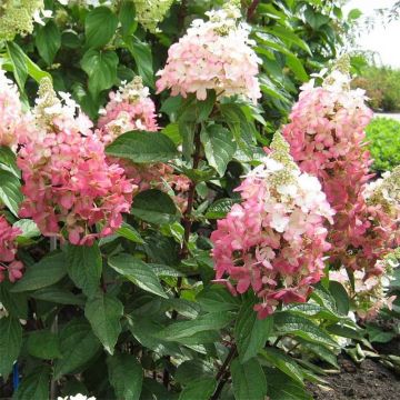 Hydrangea paniculata Magical Vesuvio - Hortensia paniculé