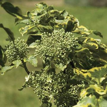 Hortensia - Hydrangea grimpant Miranda