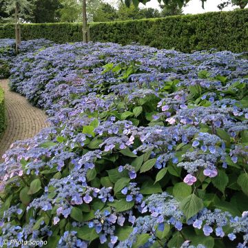 Hortensia - Hydrangea serrata Veerle