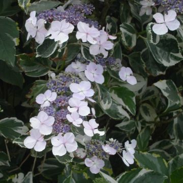 Hortensia - Hydrangea macrophylla Tricolor