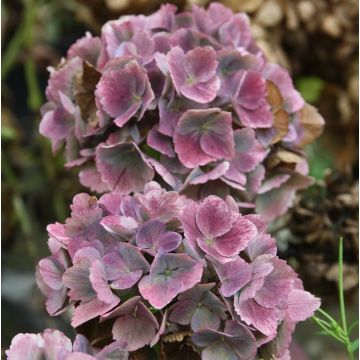 Hortensia - Hydrangea macrophylla Baron Pourpre
