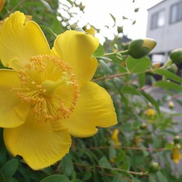 Millepertuis - Hypericum calycinum