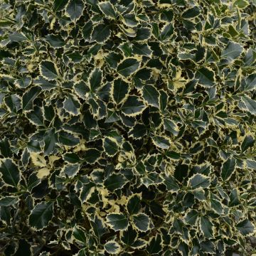 Houx panaché - Ilex aquifolium Argenteomarginata
