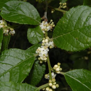 Houx verticillé Southern Gentleman - Ilex verticillata