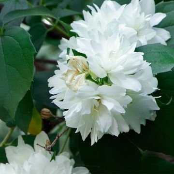 Philadelphus Minnesota Snowflakes
