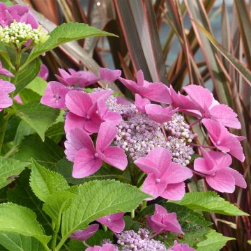 Hortensia - Hydrangea macrophylla Teller Pink