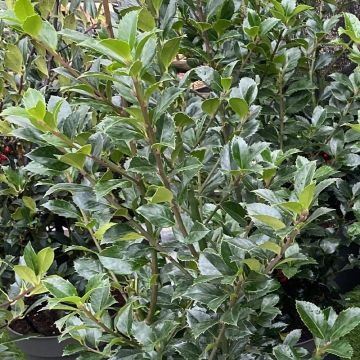 Houx - Ilex meserveae Heckenfee