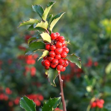 Houx - Ilex x meserveae Mesid