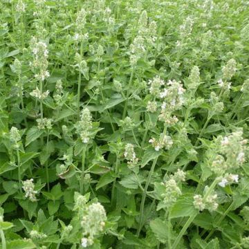 Nepeta cataria Citriodora - Chataire citron pot de 1.5L/2L
