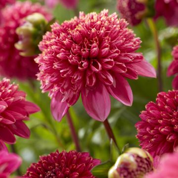 Dahlia anémone Alyshia 