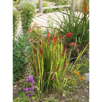 Imperata cylindrica Red Baron