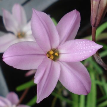 Ipheion Uniflorum Charlotte Bishop