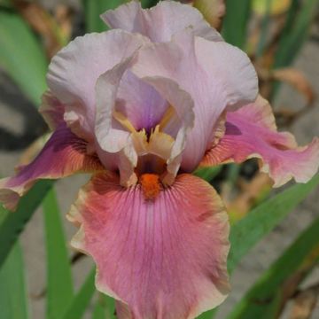 Iris germanica Cameo wine