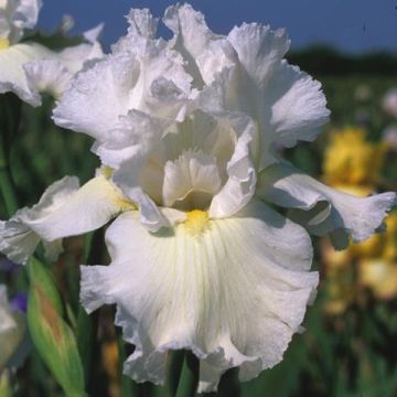 Iris germanica Arctic Age