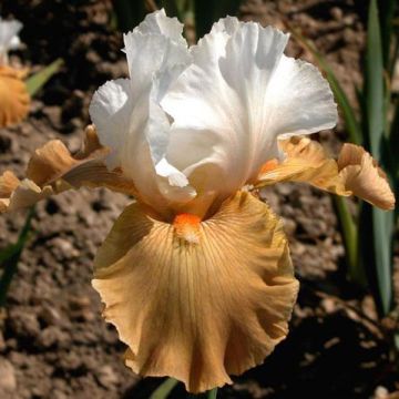 Iris germanica Chateau d Auvers Sur Oise