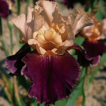 Iris germanica Double Espoir