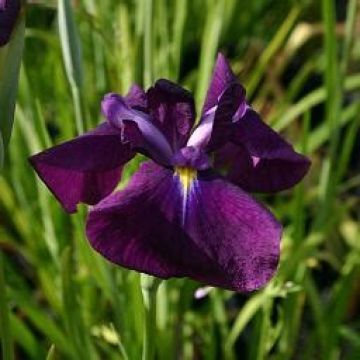 Iris du Japon - Iris ensata Carnival Prince