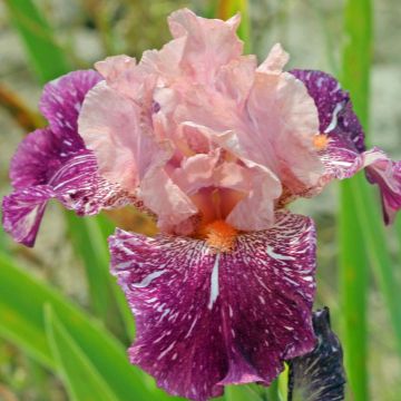 Iris germanica Anaconda Love - Iris des Jardins