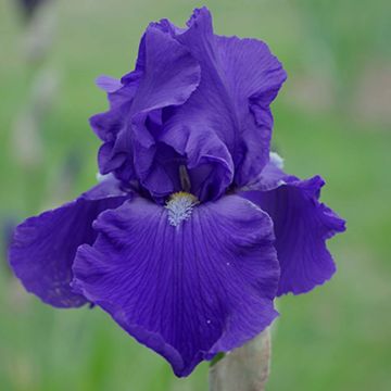Iris germanica Bleu de Gien - Iris des Jardins