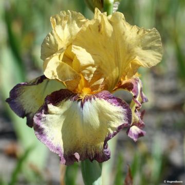 Iris germanica Bullwinkle - Iris de bordure