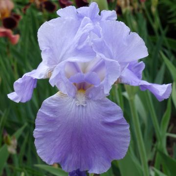 Iris germanica Harbor Blue - Iris des jardins