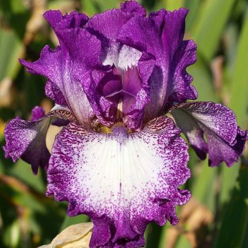 Iris germanica Mariposa Autumn - Iris des jardins remontant.