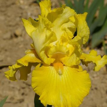 Iris germanica Golden Immortal - Iris des Jardins