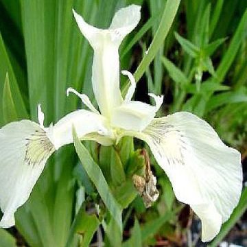 Iris pseudacorus Crème de la Crème - Iris des marais