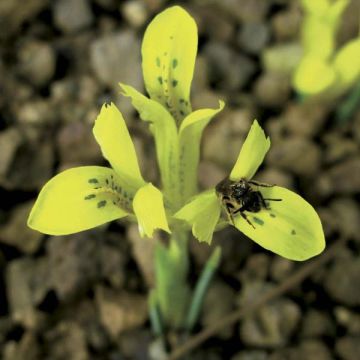 Iris Réticulata Danfordiae