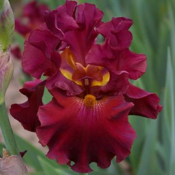 Iris germanica Rip City