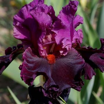 Iris germanica Saturn - Iris des Jardins