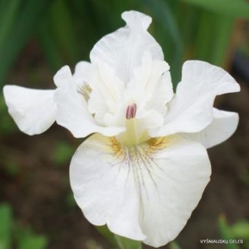 Iris sibirica Not Quite White - Iris de Sibérie