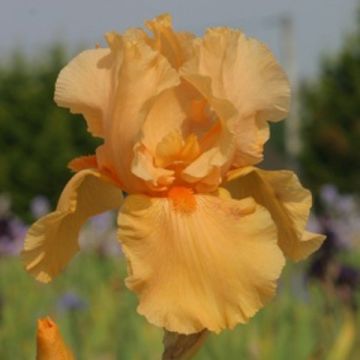 Iris germanica Skyfire