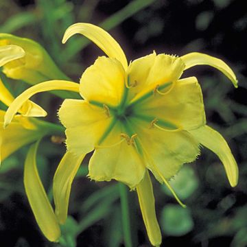 Ismène festalis sulphur queen