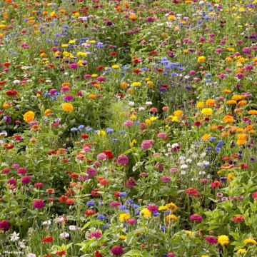 Jachère Campagne en fleurs pour 100m²