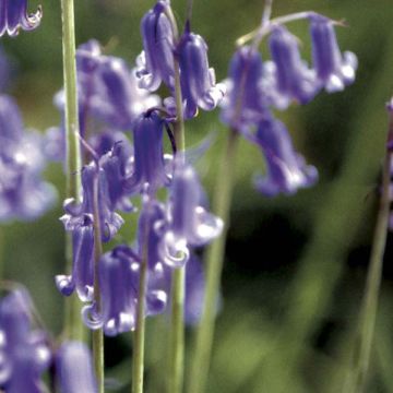 Jacinthe des Bois - Scille Nutans