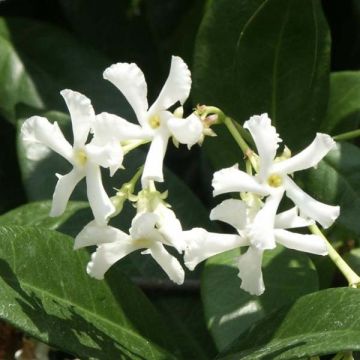 Jasmin étoilé - Trachelospermum jasminoides