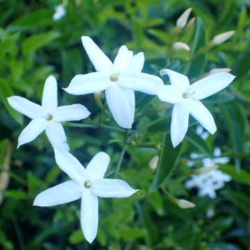 Jasmin des Açores - Jasminum azoricum
