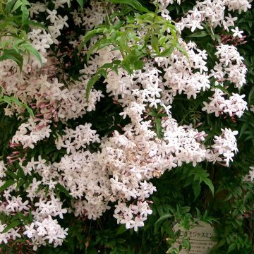 Jasmin étoilé d'Afrique, Jasmin sauvage étoilé, Jasminum multipartitum :  planter, cultiver, multiplier