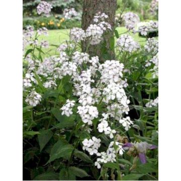 Hesperis matronalis v.albiflora Alba Plena