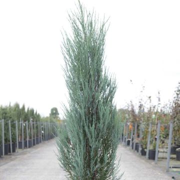 Genévrier de Virginie -Juniperus scopulorum Blue Arrow