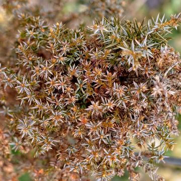 Genévrier commun - Juniperus communis Hibernica