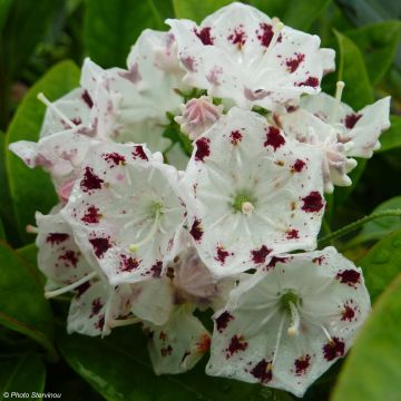 Kalmia latifolia Freckles - Laurier des montagnes noir et blanc