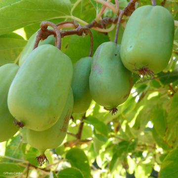 Kiwaï Ambrosia femelle (Actinidia arguta)