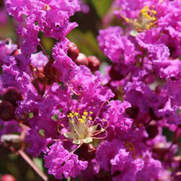 Lagerstroemia indica Terre Chinoise - Lilas des Indes	