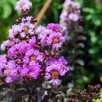 Lagerstroemia indica Black Diamond Lavender Lace - Lilas des Indes