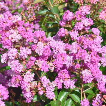 Lagerstroemia indica Summer Beauty Ozark Spring - Lilas des Indes