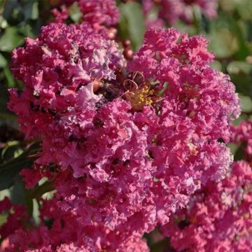 Lagerstroemia indica Summer Beauty Velma's Royal Delight - Lilas des Indes