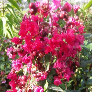 Lagerstroemia indica Summer Beauty Victor - Lilas des Indes